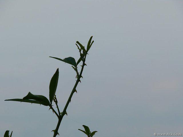 P1000867