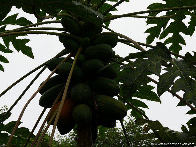 P1000076