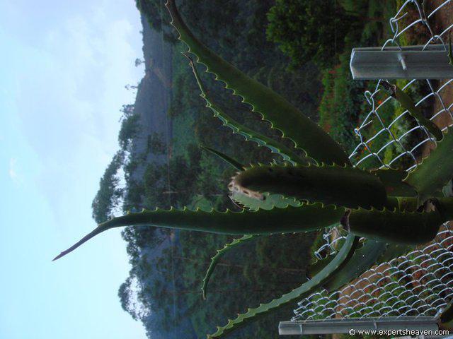 DSC02388
