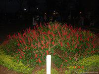 DSC00748